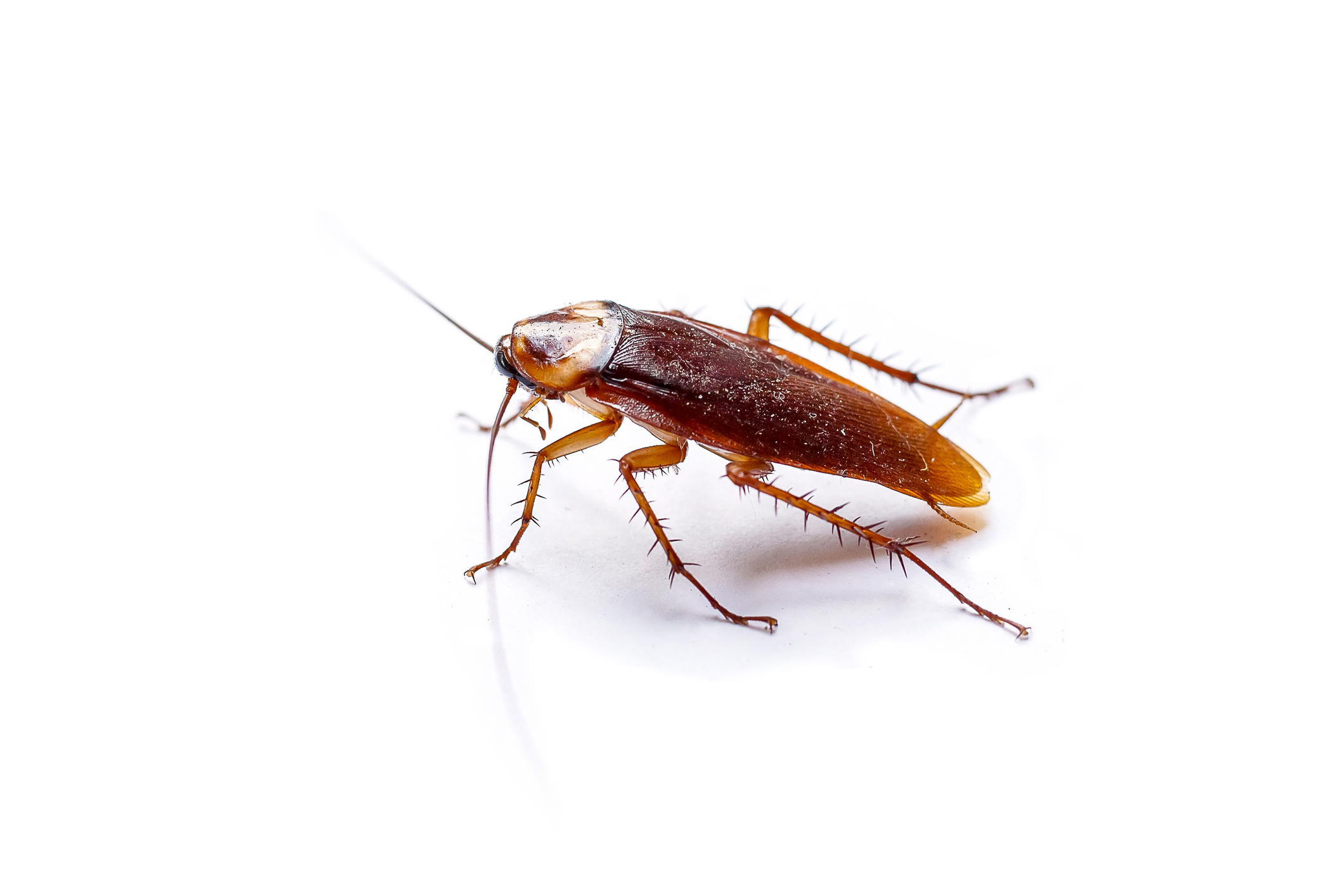 The side view cockroach Thailand isolated on white background, copy space.